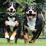 Stella & Brady